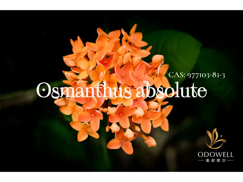 Osmanthus Absolute – prirodzený znak ODOWELL pre elegantné orientálne kvety
